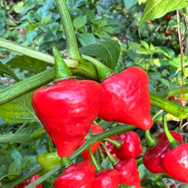 Biquinho x UFO - Seeds - The Pepper Pantry (Formerly Marie Sharp's)